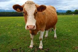 Cow on the loose!